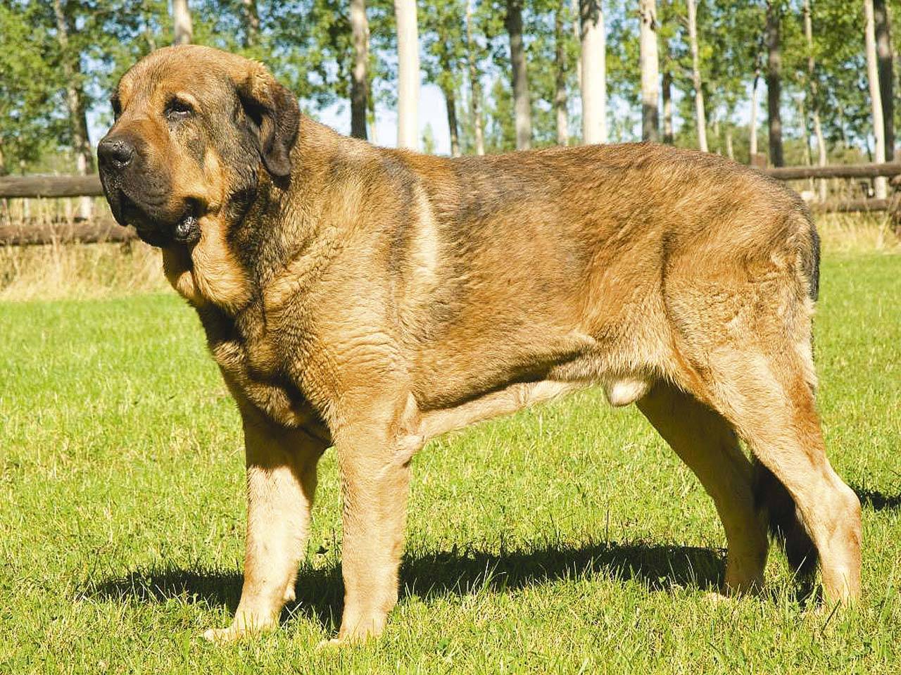 Самые крупные породы собак в мире