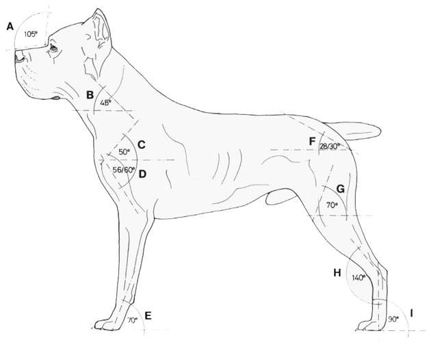 Определение размеров у собаки для приобретения одежды