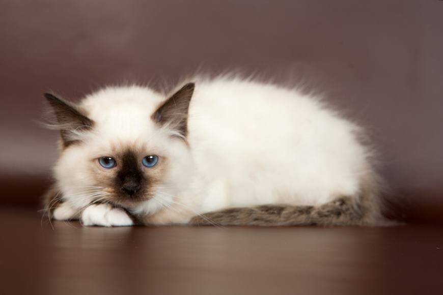Бирманская кошка: описание породы и характера, особенности ухода, цена, фото