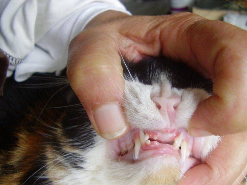 Как почистить зубы коту в домашних условиях: средства, инструкции, выбор зубной пасты для кошек