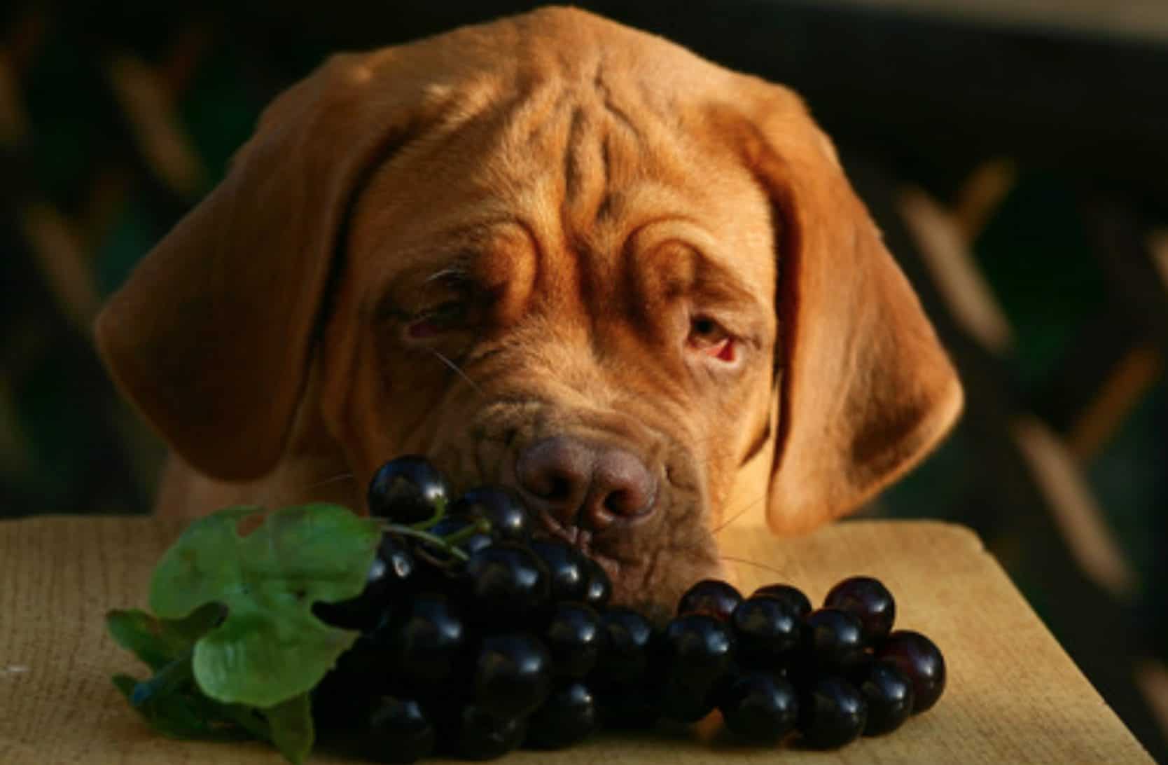 Можно ли собакам виноград: почему нельзя давать, с косточками и без