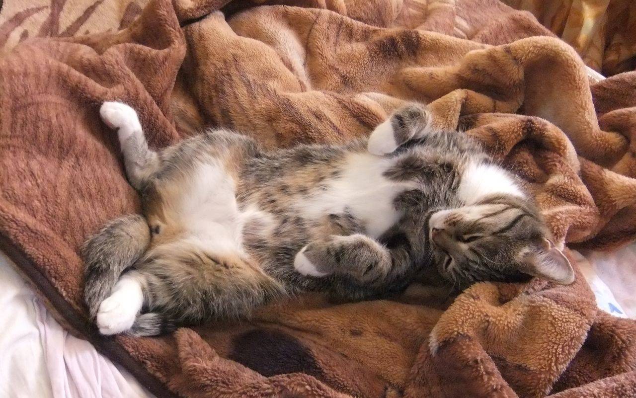 Почему кошки и коты спят в ногах у человека