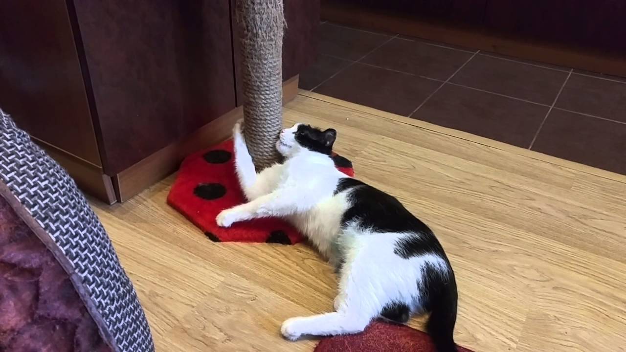 Как быстро отучить кошку драть мебель и обои, эффективные методы