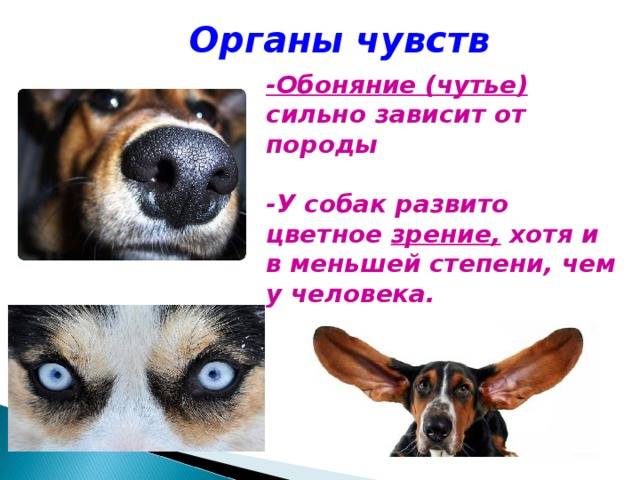 Глаза и зрение собаки: особенности и строение