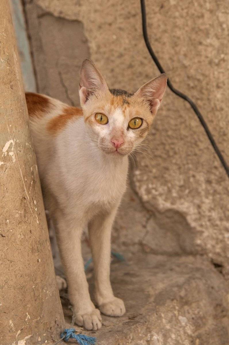 Аравийский мау (арабский)-описание породы кошек, 20 фото