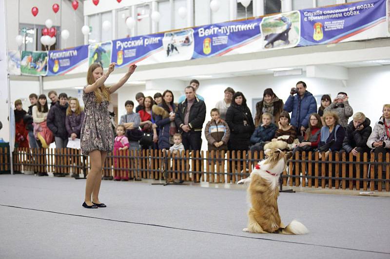 Zooпортал.pro :: international dog show cacib – fci / интернациональная выставка собак (cacib – fci) гран при «петербург - элита 2021»