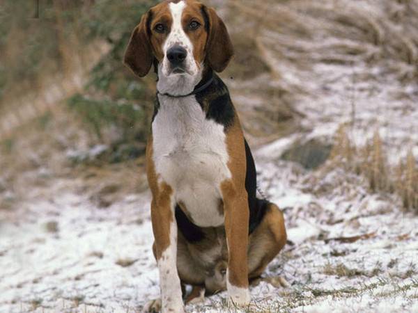 Кунхаунды (енотовые гончие) — фото, описание, классификация пород собак