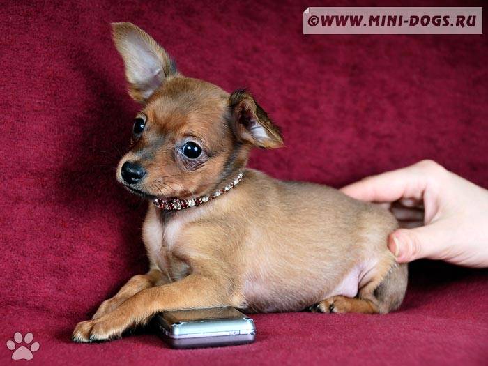 Маленькие короткошерстные собаки: популярные породы, преимущества и недостатки | блог ветклиники "беланта"