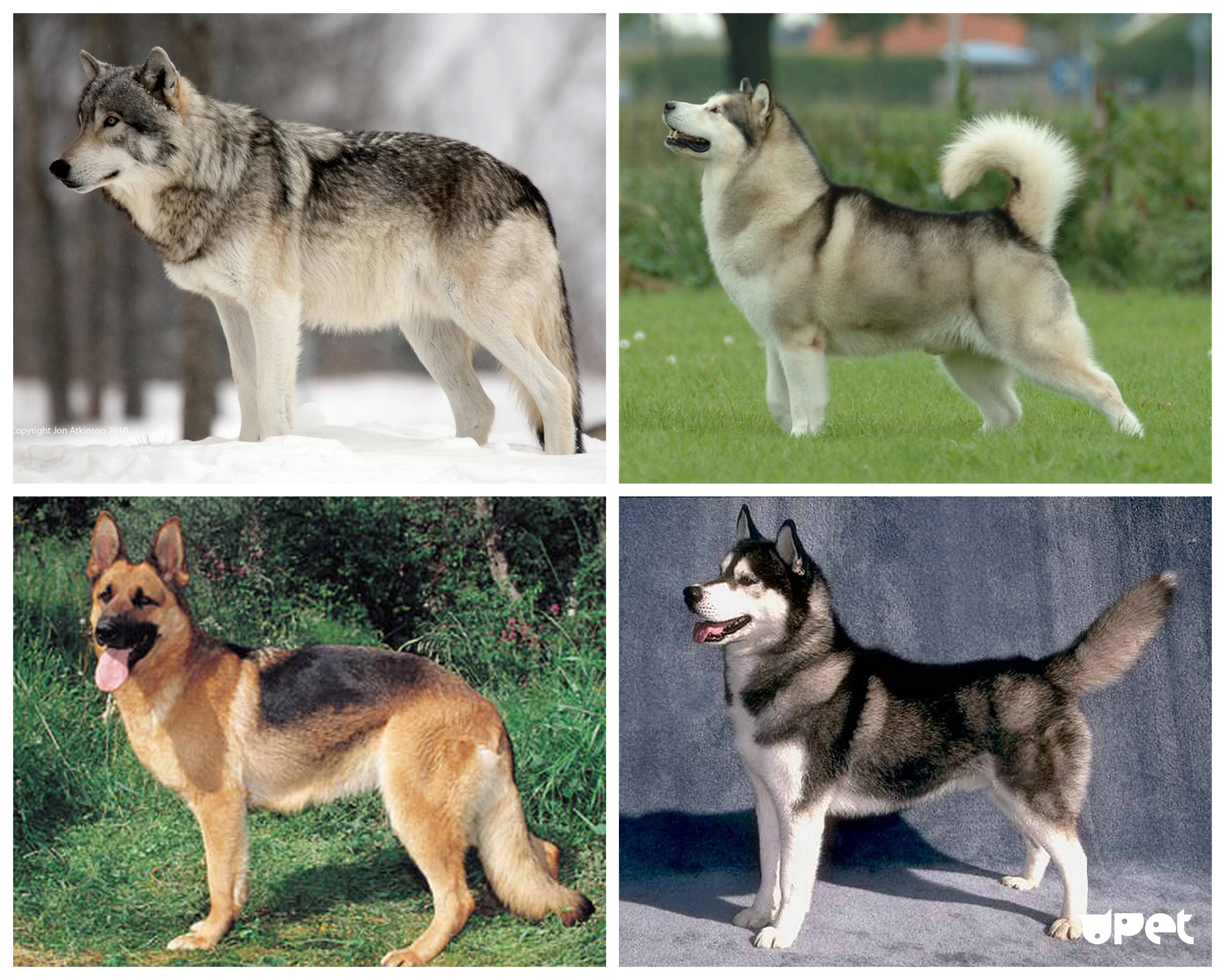Собаки похожие на волков — обзор пород с фото и названиями