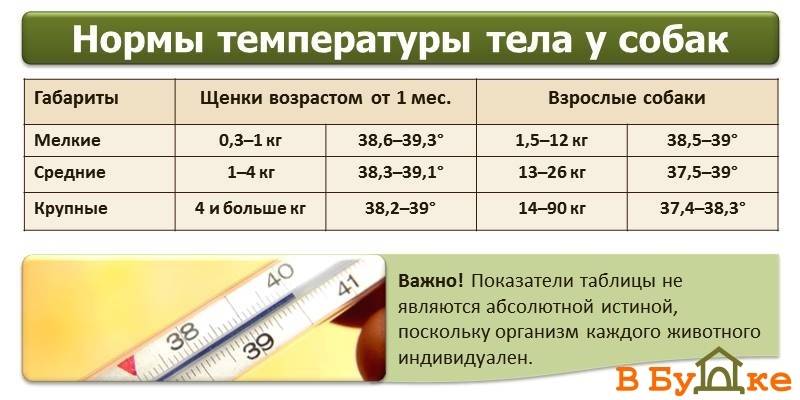 ᐉ как измерить температуру щенку? - ➡ motildazoo.ru