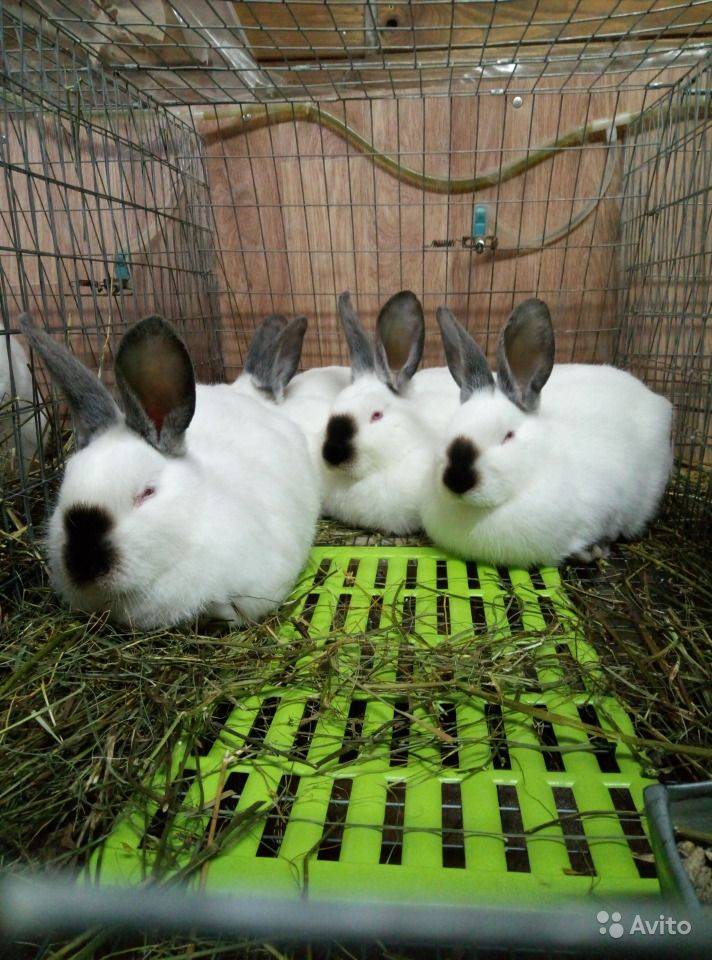 О калифорнийском кролике: описание и характеристика породы, выращивание кролика