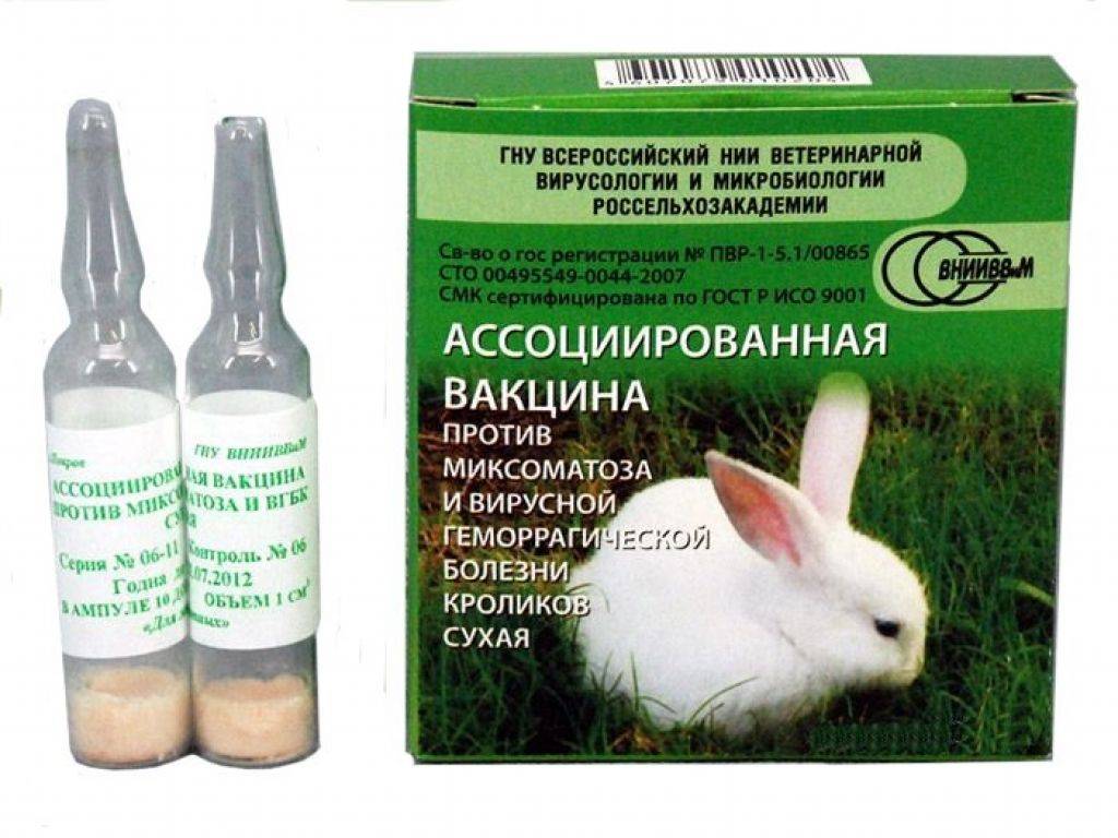 Вакцинация кролика от миксоматоза и вгбк
