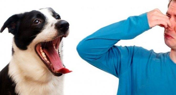 Неприятный запах изо рта собаки: причины и устранение