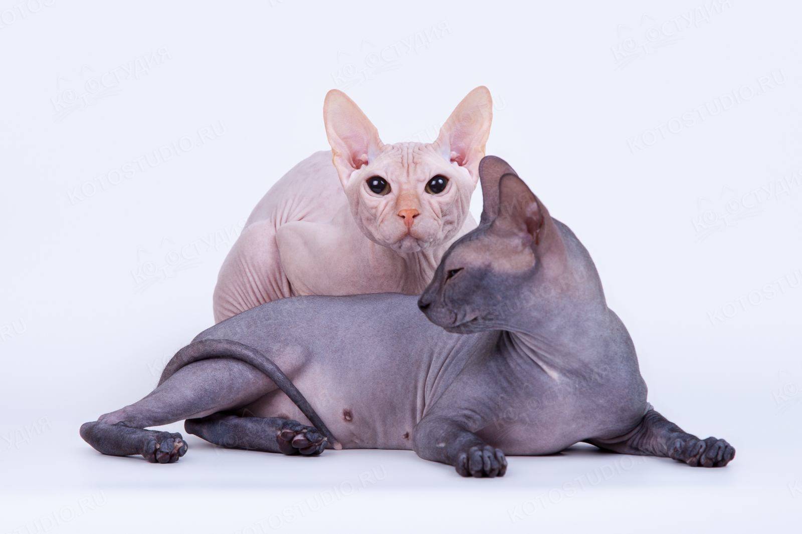 Кот сфинкс: происхождение породы и подвиды