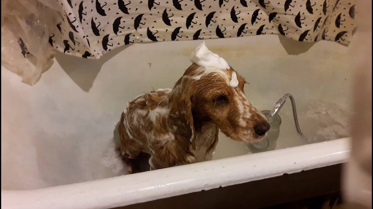 Чем и как можно мыть собаку и помыть щенка?