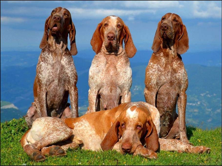 Итальянский брак: фото породы собак с описанием