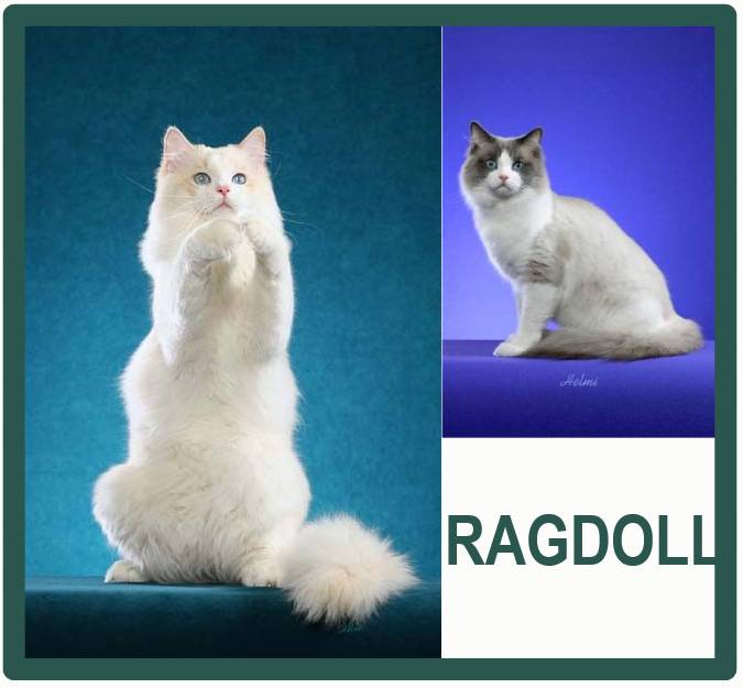 Рэгдолл: 100 фото, особенности, описание характера и свойств кошки