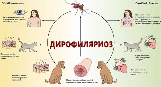 Дирофиляриоз у собак: пути заражения, лечение | блог ветклиники "беланта"
