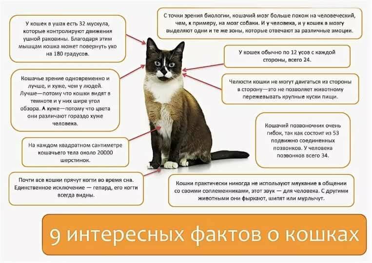 Гипотермия (пониженная температура тела) у кошек