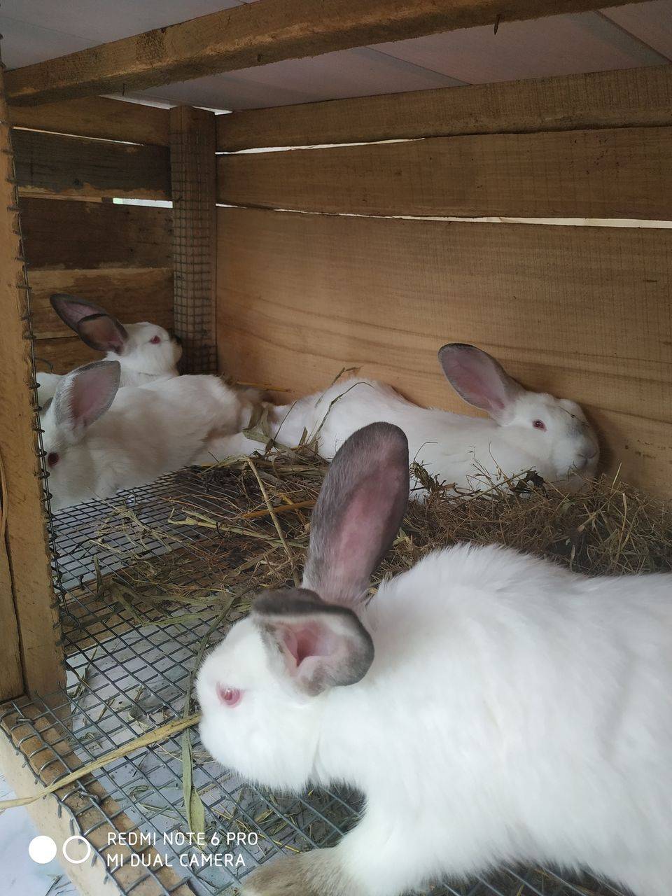 Кролик (53 фото): разведение в домашних условиях. правила ухода за маленькими кроликами дома для начинающих. как они выглядят?