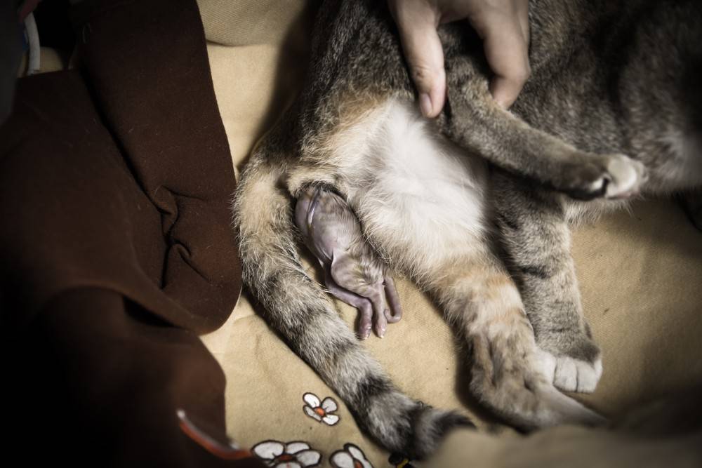 Почему беременным нельзя гладить кошек | что говорят насекомые