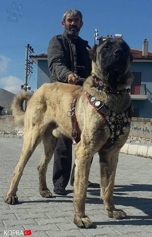 Турецкий кангал: описание породы, история турецкой пастушьей собаки кангал, характер и особенности содержания