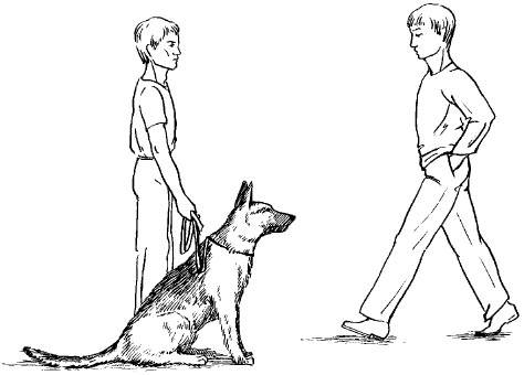 Как дрессировать собаку: советы, правила, методы