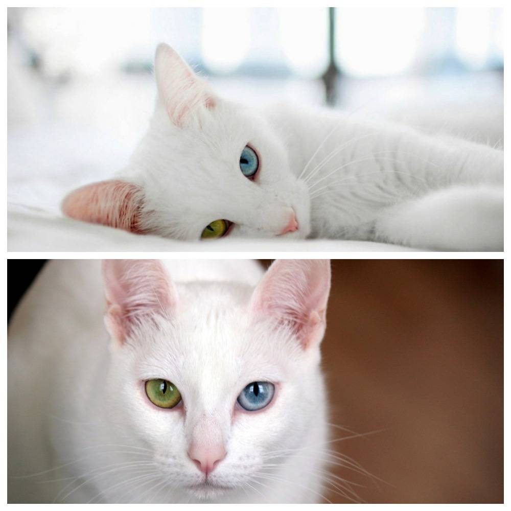 Као-мани порода кошек, описание и 15 фото, цена котёнка