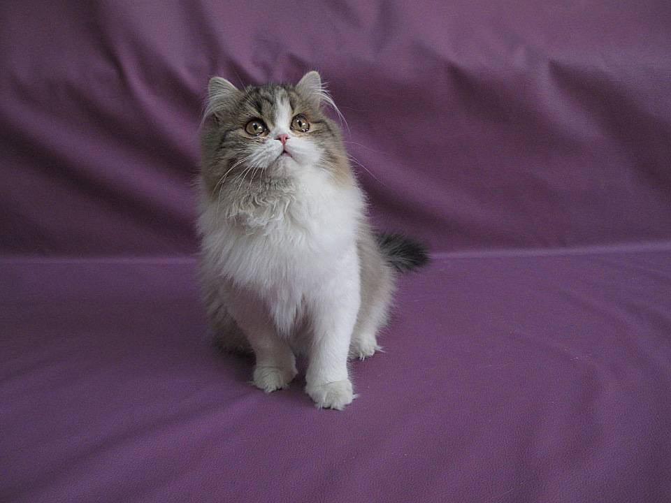 Хайленд страйт-шотландская прямоухая длинношерстная кошка, фото