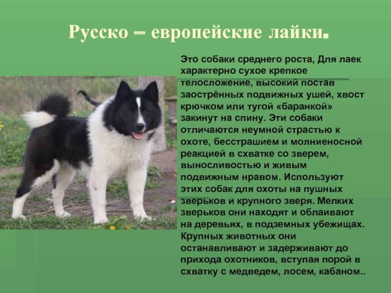 Русско-европейская лайка: описание породы - моя собака