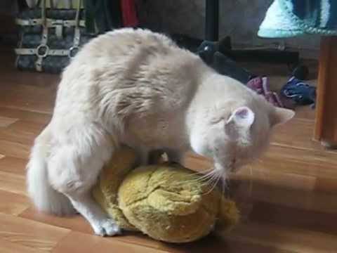 Хроническая почечная недостаточность у кошек - сибирский медицинский портал