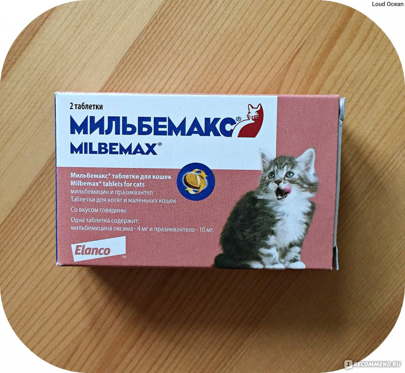 Мильбемакс для кошек: инструкция по применению таблеток от глистов