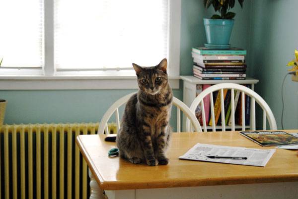 Как отучить кота драть мебель, обои, шторы и другие вещи в доме