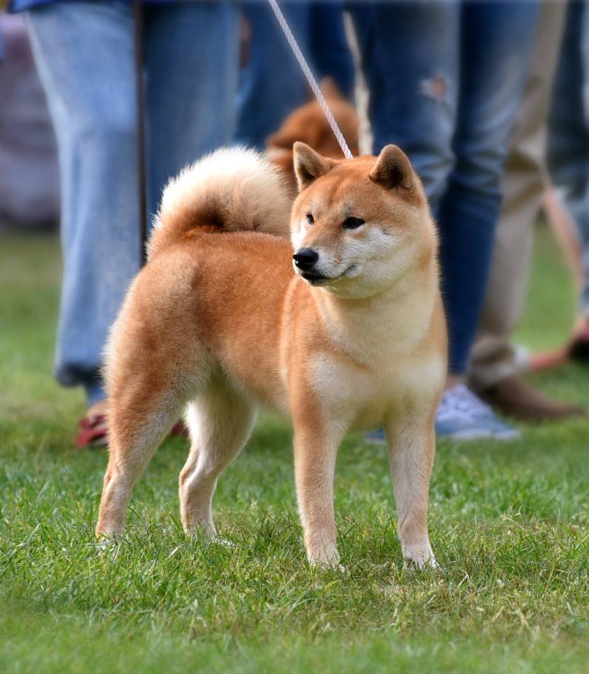 Акита-ину: описание породы, характер собаки и щенка, фото, цена