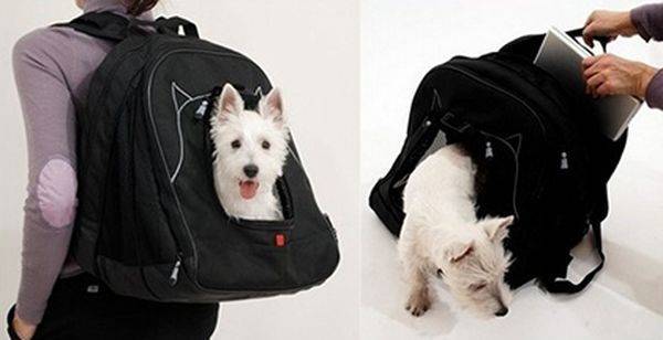 Параметры выбора рюкзака для собаки, в котором питомцу будет удобно