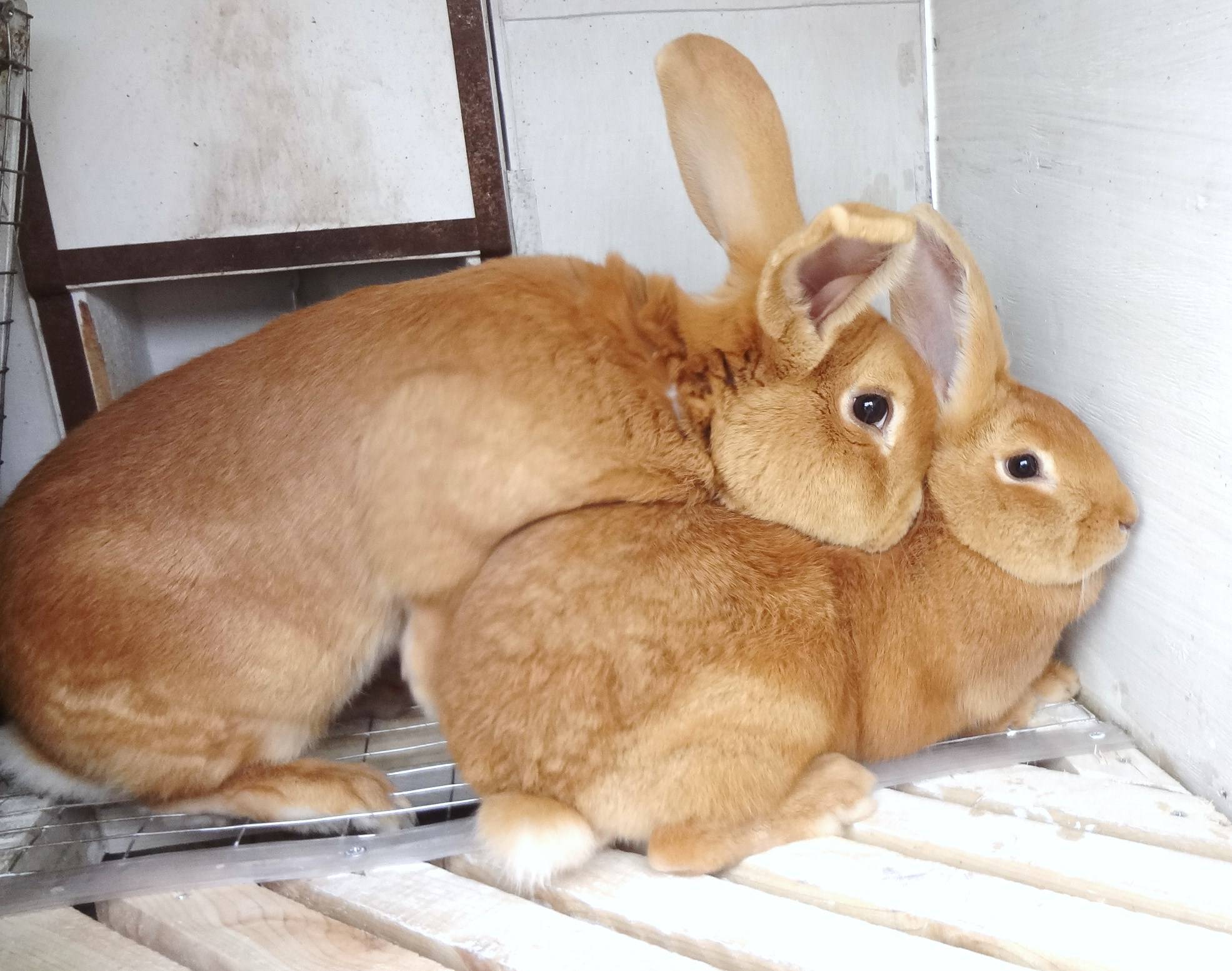 Как случать кроликов: советы для начинающих кролиководов