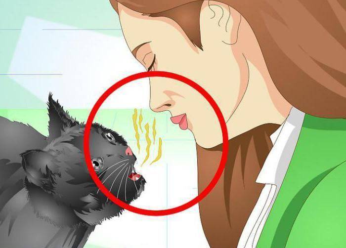 Запах изо рта кошки:  причины и диагностика вони из пасти