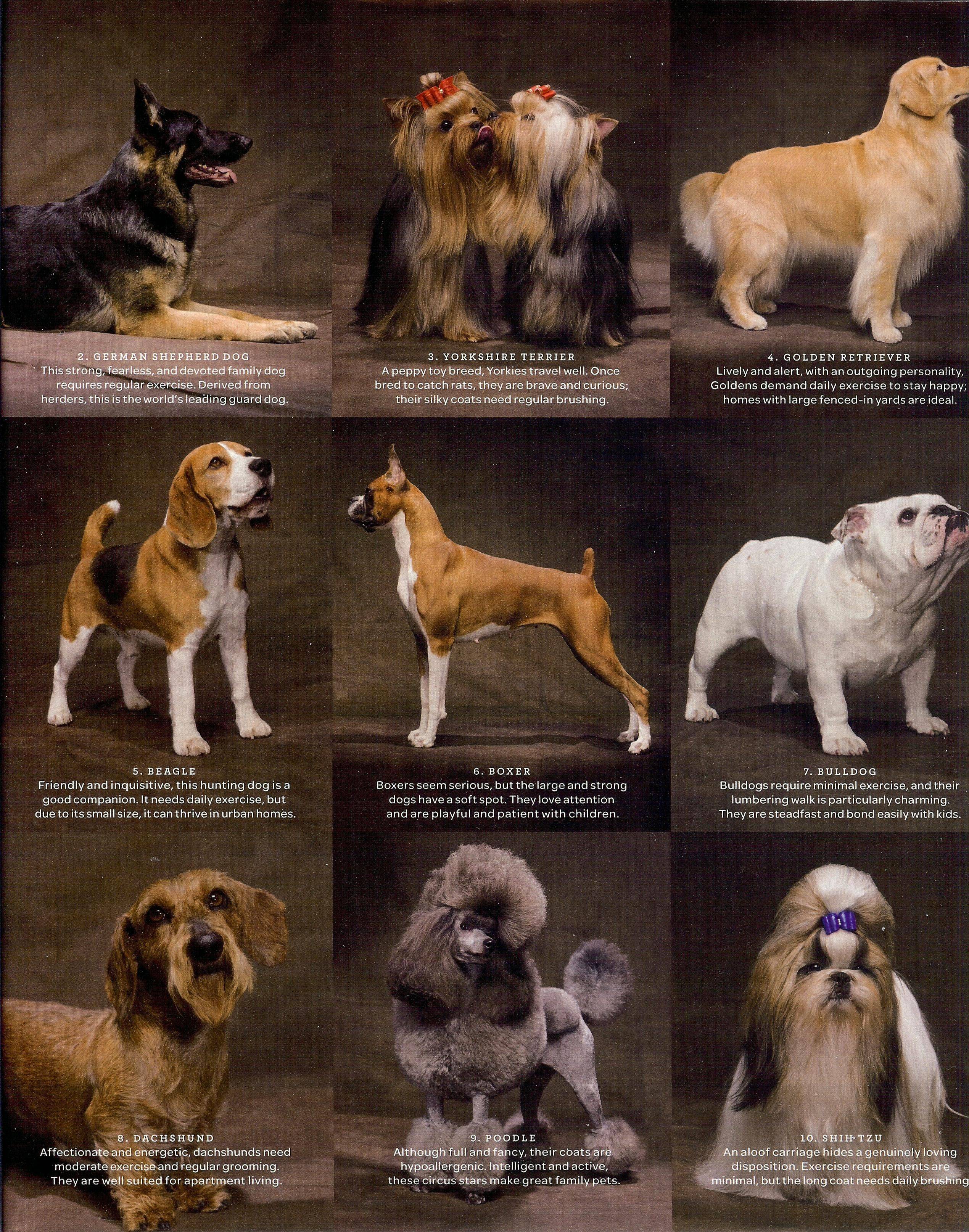 Большие породы собак - названия и фото (каталог)