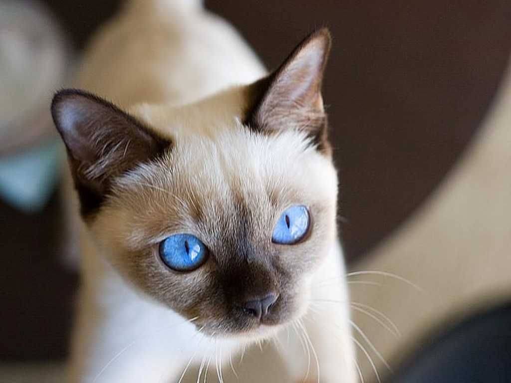 Тонкинская кошка. описание, особенности, уход и цена тонкинской кошки | животный мир
