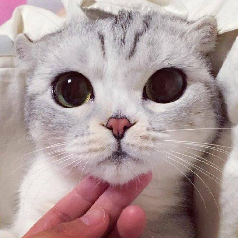 Обзор самых красивых пород котов с большими глазами: описание внешности