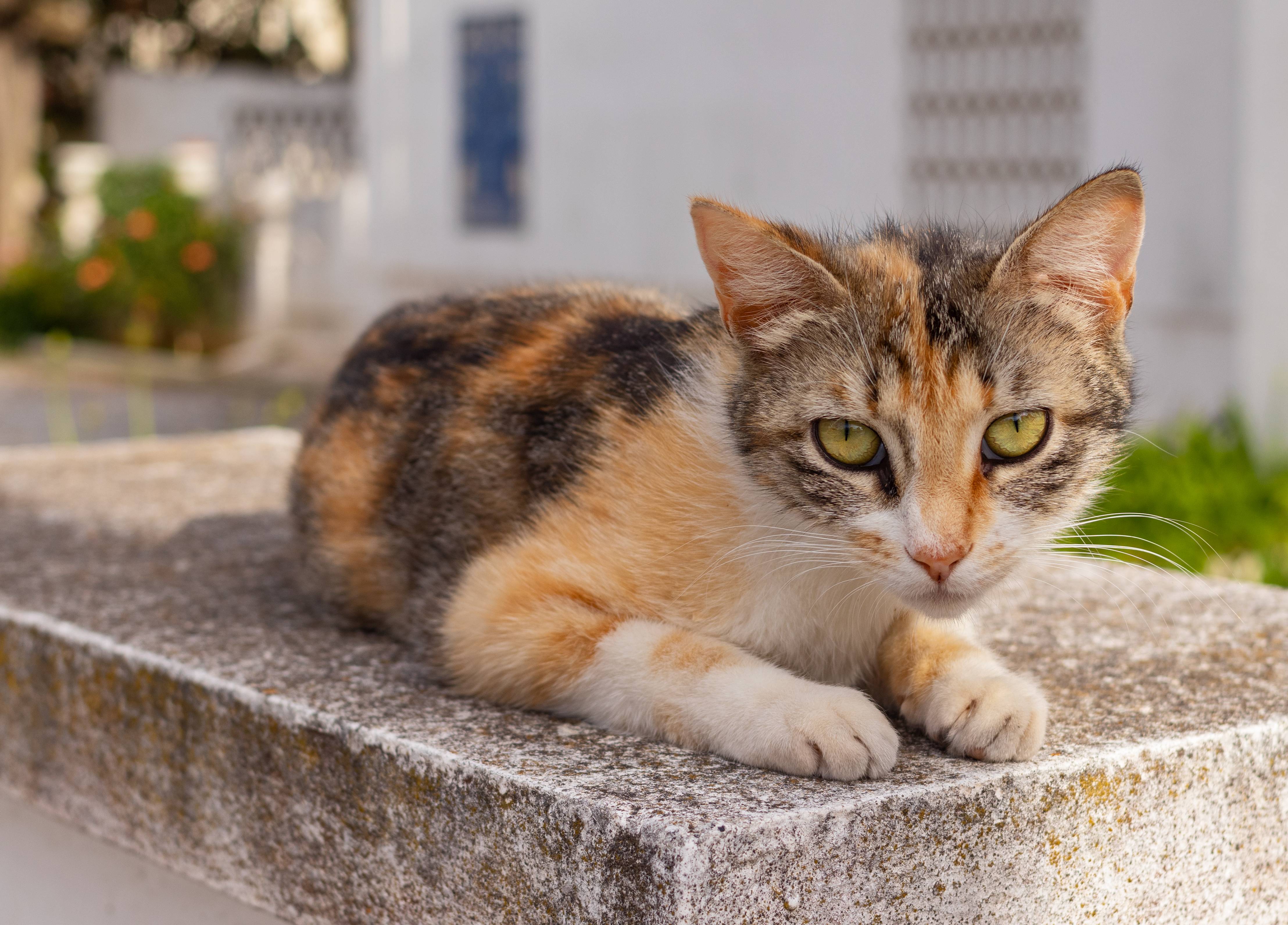 Эгейская кошка: описание породы с фото — pet-mir.ru