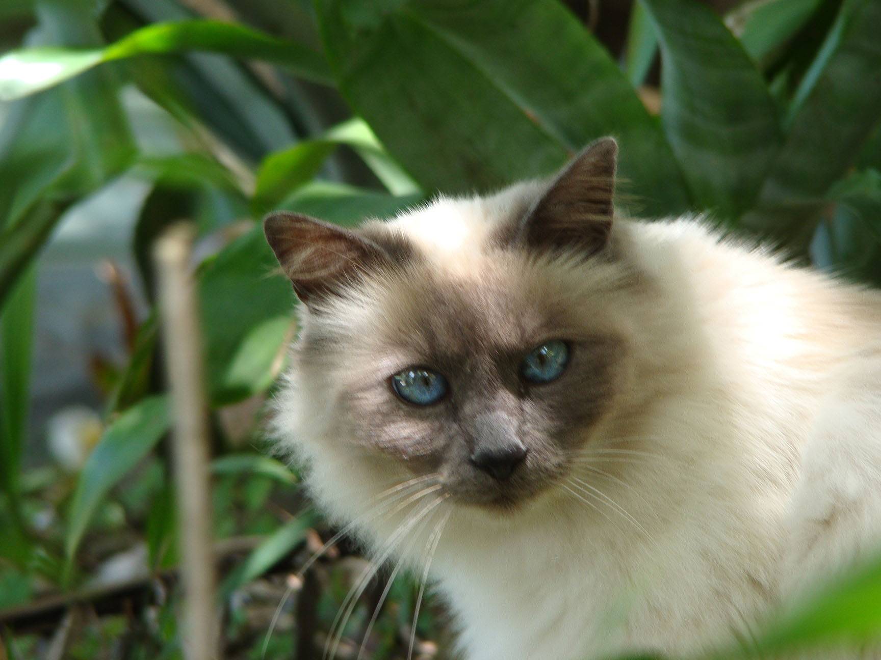 Бирманская кошка - описание и стандарт породы, окрас шерсти, характеристики и повадки, рацион питания