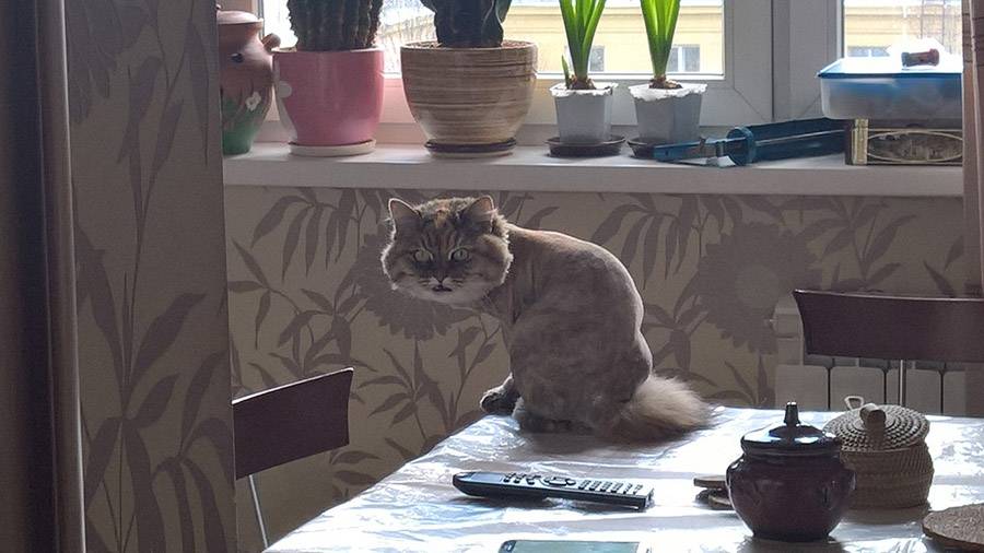 Как отучить кота лазить по столам