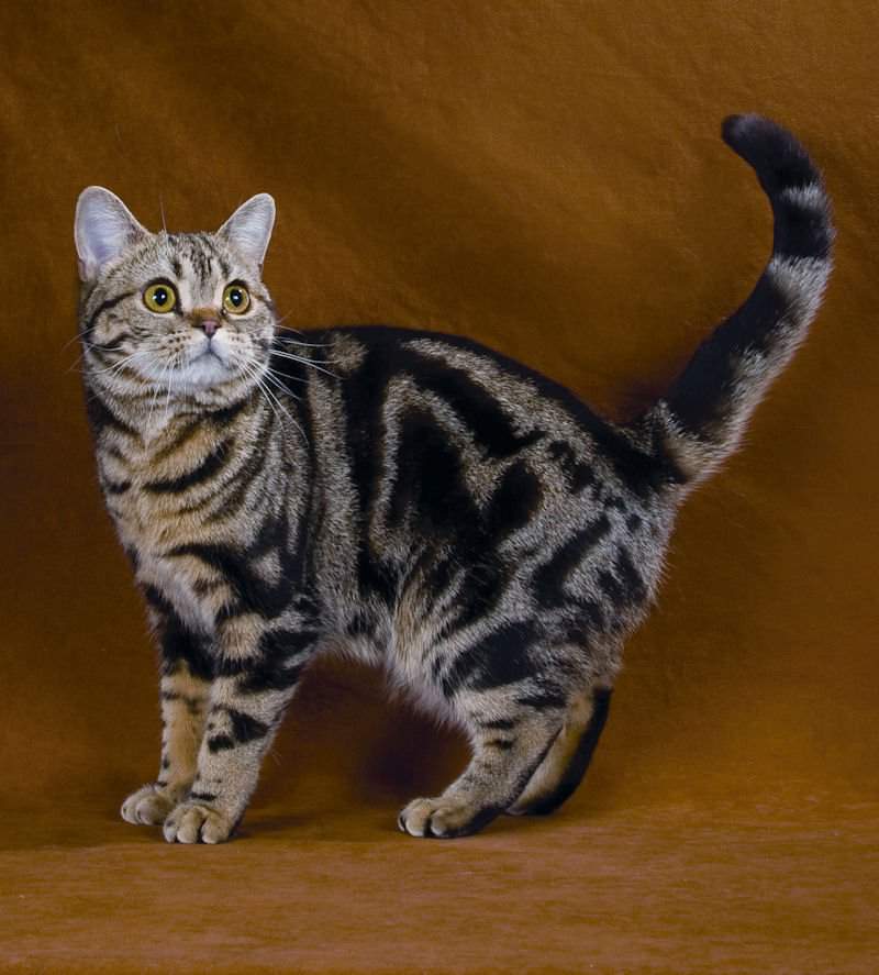 Породы кошек с фотографиями и названиями пород, более 60 шт.