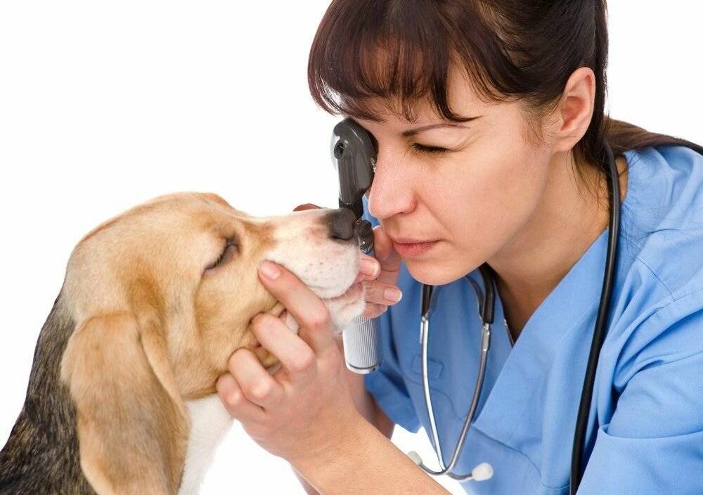 Болезни собак: симптомы и лечение | нпк "скифф"