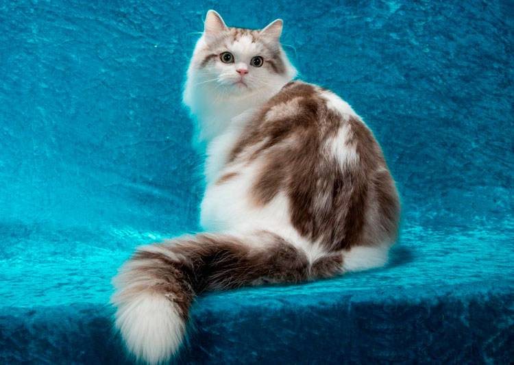 Рагамаффин кошка. описание, особенности, уход и цена породы рагамаффин