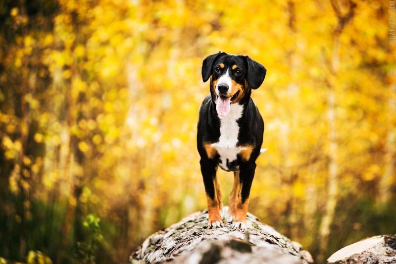 Порода собак энтлебухер зенненхунд - описание, характер, характеристика, фото энтлебухер зенненхундов и видео, цена