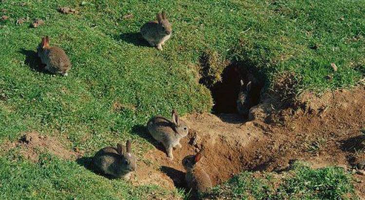 Где живут кролики в дикой природе, что едят дикие кролики