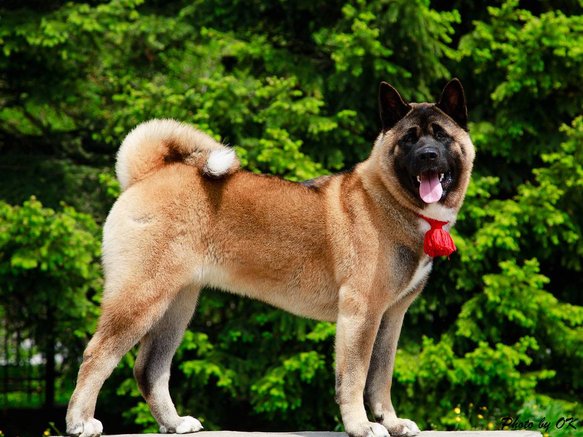 Характеристика породы собак американская акита