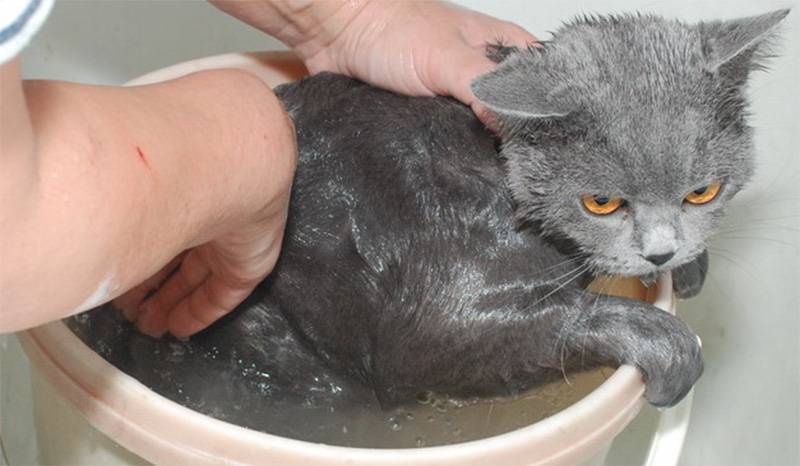 Как купать котенка: как часто и какими средствами